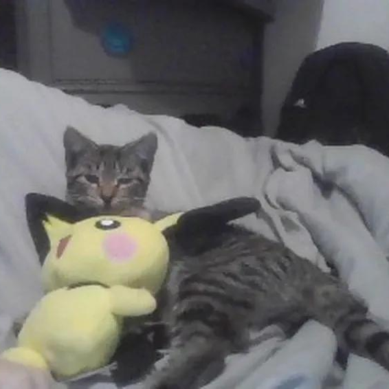 sorry no dog but why is not load